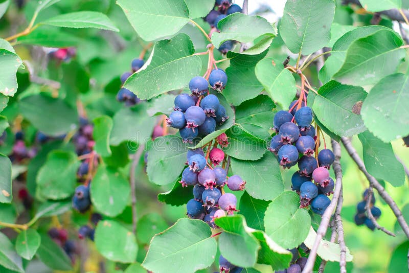 Geschmackvoller frischer blauer Shadberry auf Niederlassung mit grünen Blättern lizenzfreie stockfotografie Geschmackvoller frischer blauer Shadberry auf Niederlassung mit grünen Blättern lizenzfreie stockfotografie