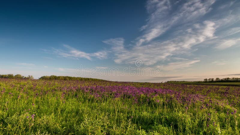 Geschoten op Canon 5D Mark II met Eerste l-Lenzen Het Rostovgebied, Chulek trekt steppe in purple aan