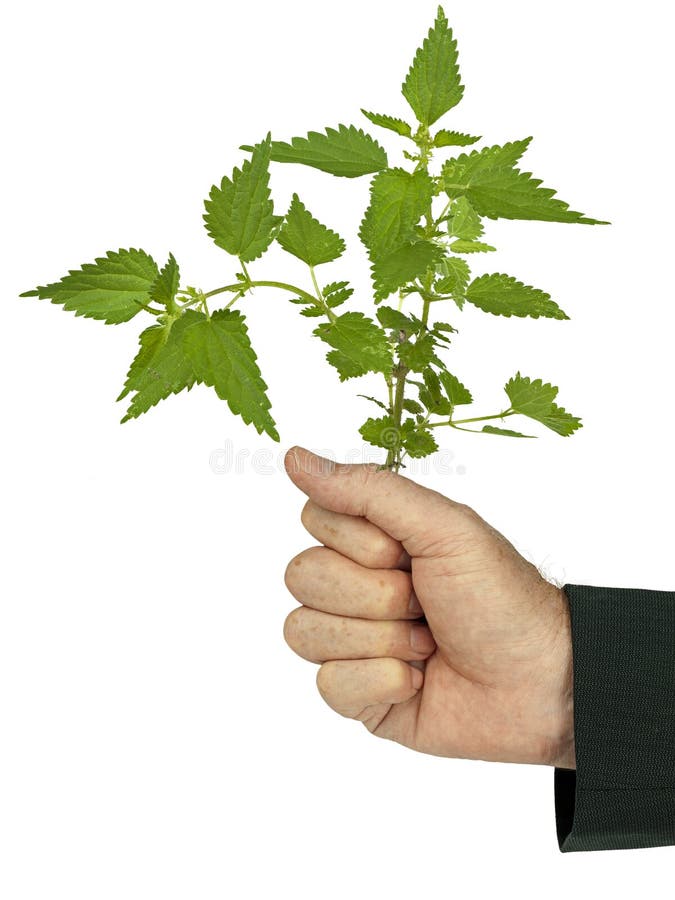 Geschäftsmannbankerpolitiker greift Nessel, Idiom stockfoto Geschäftsmannbankerpolitiker greift Nessel, Idiom stockfoto