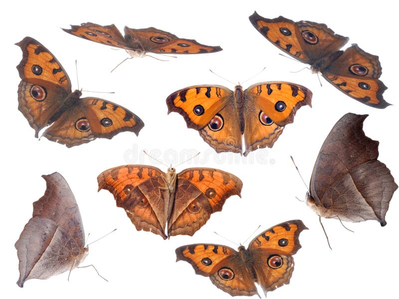 Gesetzte Ansammlung der Basisrecheneinheit stockbild Gesetzte Ansammlung der Basisrecheneinheit stockbild