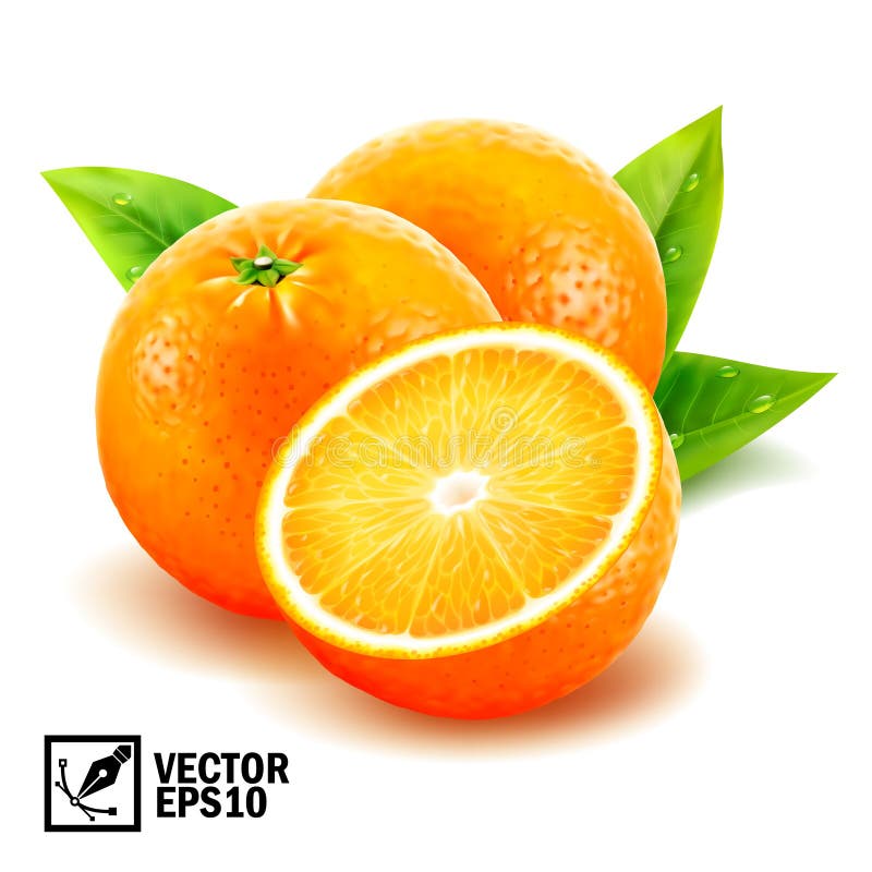 Gesetzte frische ganze Orangen des realistischen Vektors und geschnittene Orange mit Blättern und Tautropfen vektor abbildung Gesetzte frische ganze Orangen des realistischen Vektors und geschnittene Orange mit Blättern und Tautropfen vektor abbildung