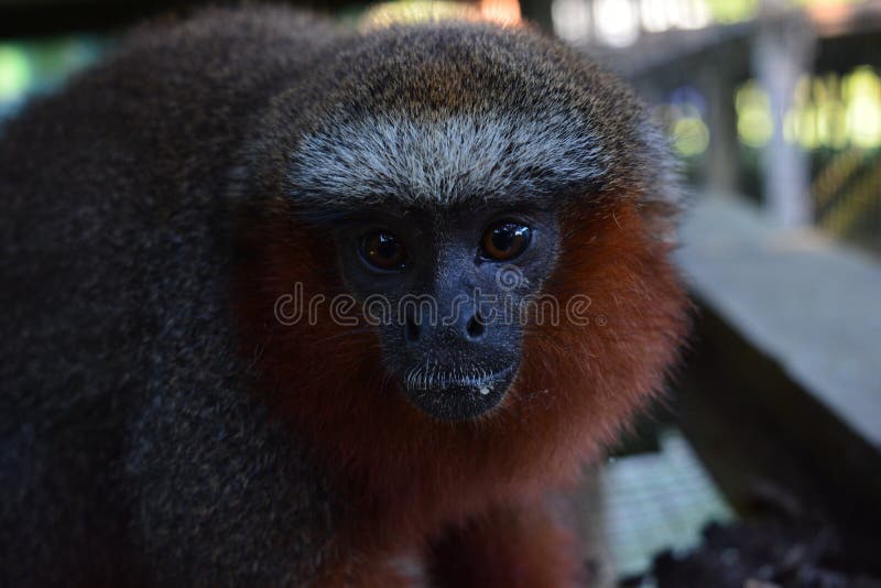 Gesicht eines Affen am Amazonas-Dschungel, Peru lizenzfreie stockfotografie Gesicht eines Affen am Amazonas-Dschungel, Peru lizenzfreie stockfotografie
