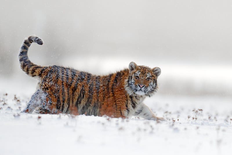 Gesicht fester Tigerblick Sibirischer Tiger im Schneefall Amur-Tiger, der in den Schnee läuft Winterszene der Aktionswild lebende lizenzfreie stockbilder Gesicht fester Tigerblick Sibirischer Tiger im Schneefall Amur-Tiger, der in den Schnee läuft Winterszene der Aktionswild lebende lizenzfreie stockbilder