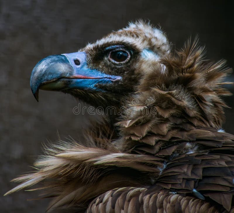 Gesichtsporträt eines schwarzen cinereous Geier Aegypius monachus lizenzfreies stockbild Gesichtsporträt eines schwarzen cinereous Geier Aegypius monachus lizenzfreies stockbild