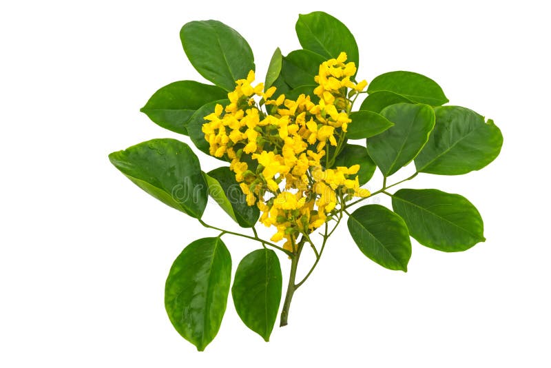 Gesloten omhoog gele bloem van Birmaanse Rozehout of Pterocarpus-indi