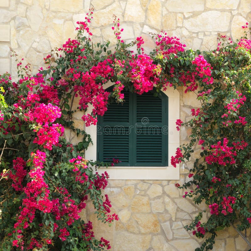 Closed window with window shutters surrounded by bougainvillea. Closed window with window shutters surrounded by bougainvillea