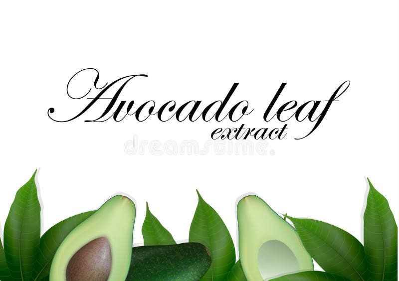 Gesneden avocadoachtergrond met bladeren Avocado'szaad met blad De avocadohelften Hoogste mening met ruimte voor tekst royalty-vrije illustratie Gesneden avocadoachtergrond met bladeren Avocado'szaad met blad De avocadohelften Hoogste mening met ruimte voor tekst royalty-vrije illustratie