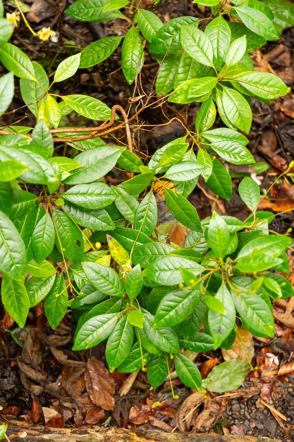 Gesneria pedunculosa plant in zurich in der Schweiz lizenzfreie stockfotografie
