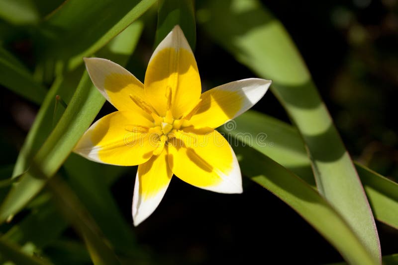 Gesneriana de Tulipa L. foto de archivo Gesneriana de Tulipa L. foto de archivo