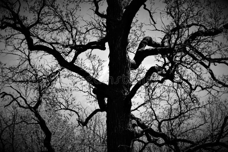 Gespenstischer Baum stockfotografie Gespenstischer Baum stockfotografie