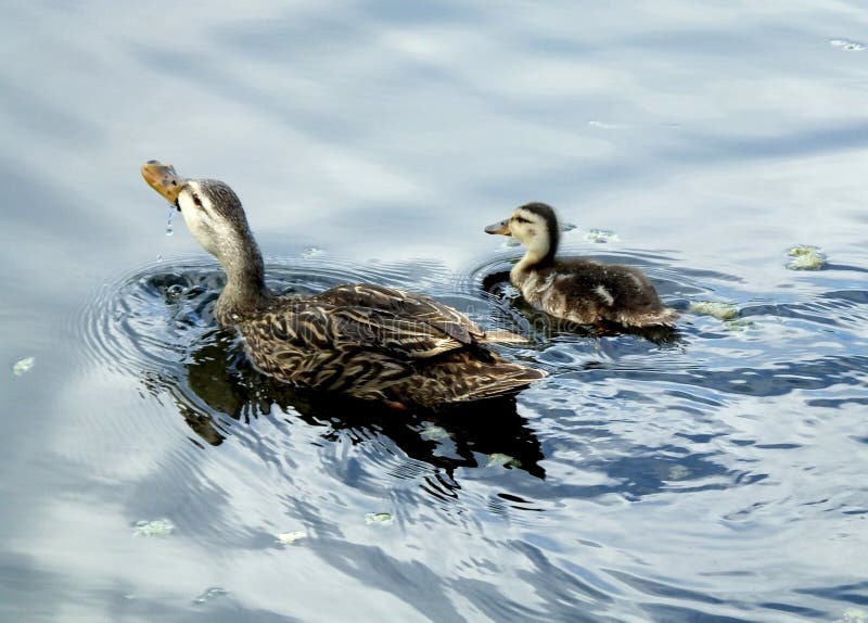 Gesprenkelte Ente (Anekdoten Fulvigula) lizenzfreies stockbild Gesprenkelte Ente (Anekdoten Fulvigula) lizenzfreies stockbild