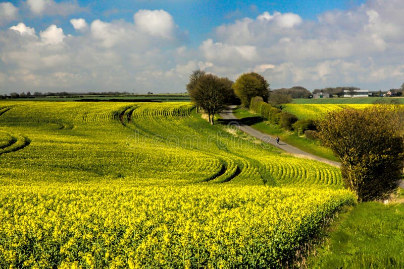Gestalten Sie mit gelben Rapssamenblumen unter dem bewölkten Himmel landschaftlich lizenzfreies stockfoto Gestalten Sie mit gelben Rapssamenblumen unter dem bewölkten Himmel landschaftlich lizenzfreies stockfoto