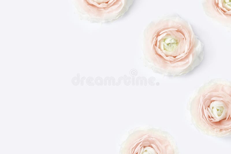 Gestileerde voorraadfoto Het vrouwelijke Desktopmodel met bloost roze boterbloemenbloemen, Ranunculus, op witte lijstachtergrond royalty-vrije stock afbeelding Gestileerde voorraadfoto Het vrouwelijke Desktopmodel met bloost roze boterbloemenbloemen, Ranunculus, op witte lijstachtergrond royalty-vrije stock afbeelding