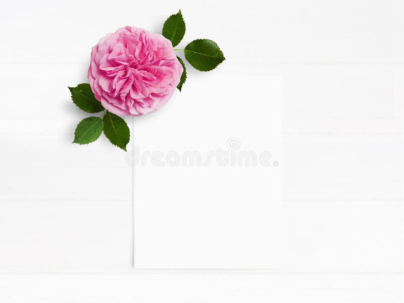 Gestileerde voorraadfoto Het vrouwelijke model van de huwelijksdesktop met roze Engels nam bloem en witte lege document kaart toe