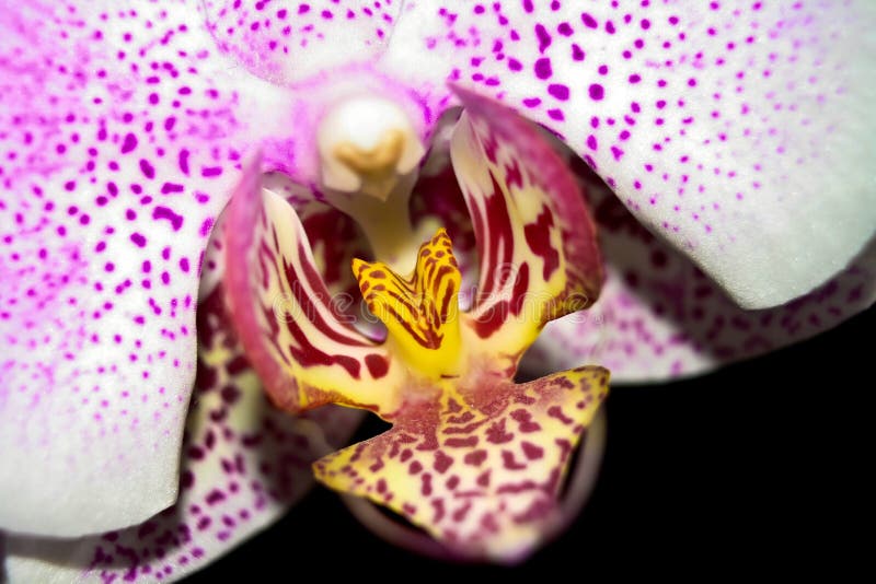 Gestippelde Orchidee dicht omhoog stock foto Gestippelde Orchidee dicht omhoog stock foto