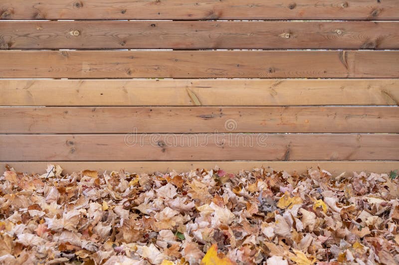 Gestorven herfst vertrekt tegen een nieuwe Wooden Fence stock foto's Gestorven herfst vertrekt tegen een nieuwe Wooden Fence stock foto's
