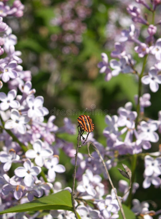 Gestreept insect op lilac bloesem stock afbeeldingen Gestreept insect op lilac bloesem stock afbeeldingen