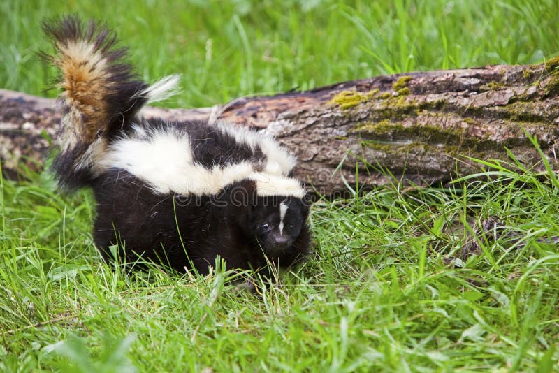 Gestreept stinkdier in gras Gestreept stinkdier in gras