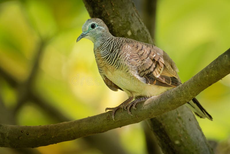 Gestreepte die Duif - Geopelia-striata ook als versperde grondduif wordt bekend, is een vogel van de duiffamilie, Columbidae, inw royalty-vrije stock afbeeldingen Gestreepte die Duif - Geopelia-striata ook als versperde grondduif wordt bekend, is een vogel van de duiffamilie, Columbidae, inw royalty-vrije stock afbeeldingen
