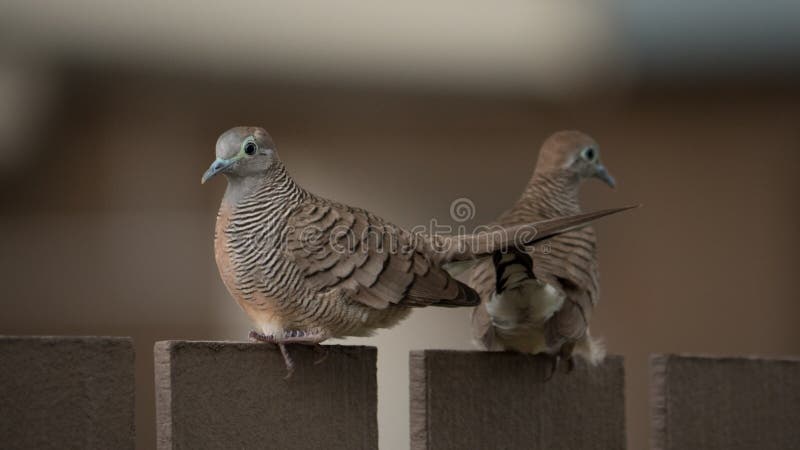 Gestreepte Duif op de Omheining stock fotografie Gestreepte Duif op de Omheining stock fotografie