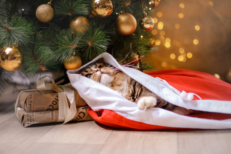 Gestreepte kat en gelukkige kat Kerstmisseizoen 2017, nieuw jaar stock foto Gestreepte kat en gelukkige kat Kerstmisseizoen 2017, nieuw jaar stock foto