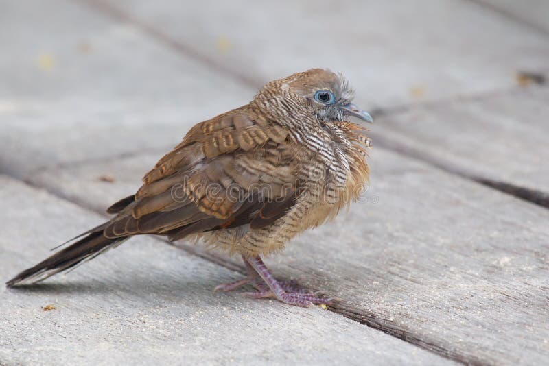 Gestreepte striata van duifgeopelia stock afbeelding Gestreepte striata van duifgeopelia stock afbeelding