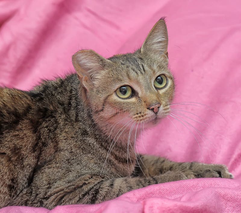 gestreifte Katze mit einem befestigten Ohr stockfoto gestreifte Katze mit einem befestigten Ohr stockfoto
