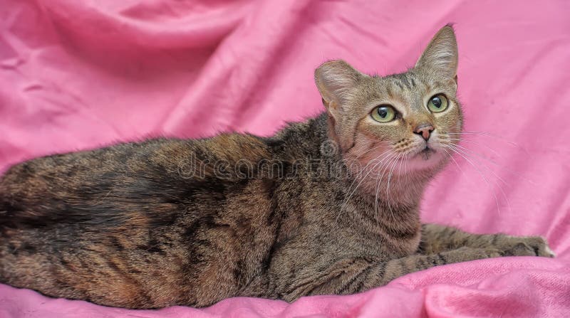 gestreifte Katze mit einem befestigten Ohr lizenzfreies stockfoto gestreifte Katze mit einem befestigten Ohr lizenzfreies stockfoto