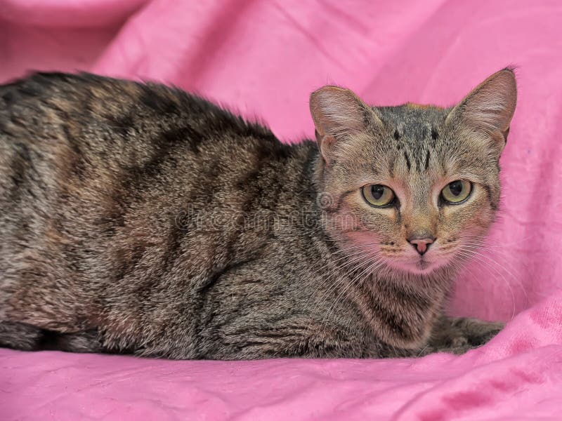 gestreifte Katze mit einem befestigten Ohr lizenzfreie stockbilder gestreifte Katze mit einem befestigten Ohr lizenzfreie stockbilder