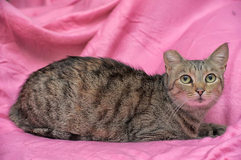 gestreifte Katze mit einem befestigten Ohr stockfoto gestreifte Katze mit einem befestigten Ohr stockfoto