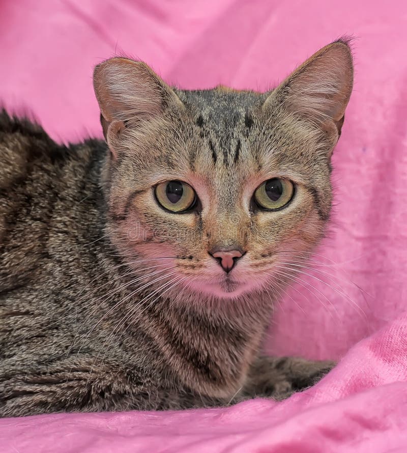 gestreifte Katze mit einem befestigten Ohr stockbild gestreifte Katze mit einem befestigten Ohr stockbild