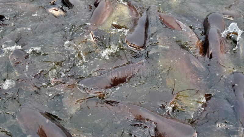 Gestreifte Welse Im Fischteich Stockfoto Bild von ökonomisch