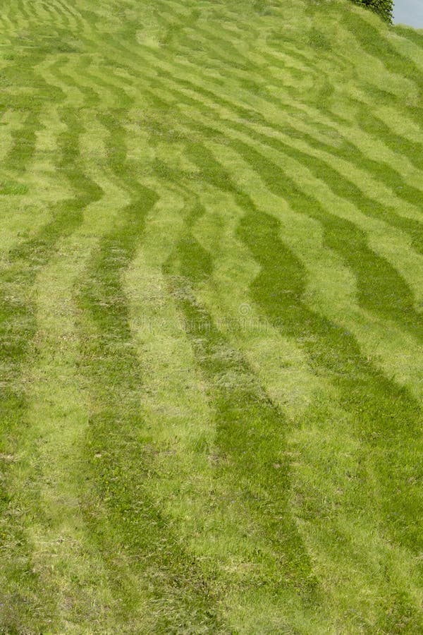 Gestreiftes Feld, Gras gemäht durch ungleiche Streifen von verschiedenen grünen Abstufungen Gebogene Streifen von gemähter Rasenf stockfotos Gestreiftes Feld, Gras gemäht durch ungleiche Streifen von verschiedenen grünen Abstufungen Gebogene Streifen von gemähter Rasenf stockfotos