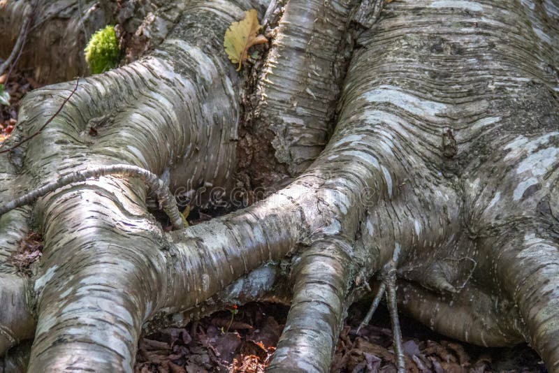 Gestreiftes Muster auf den Wurzeln der Rinde eines Suppengrüns stockfotografie