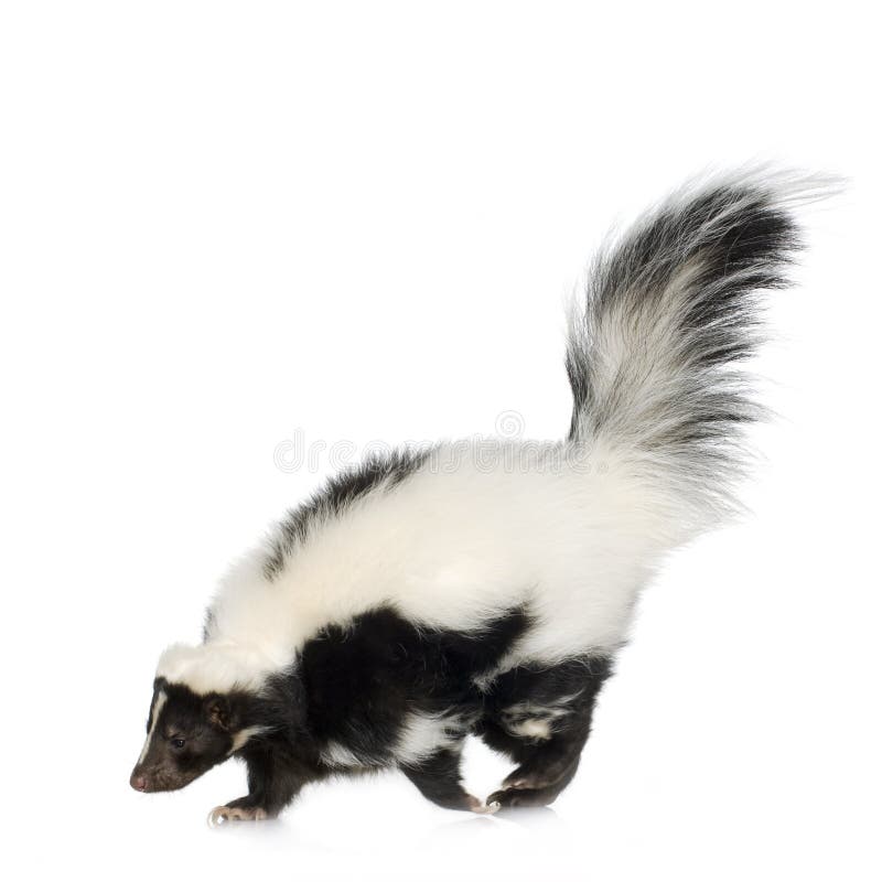 Gestreiftes Stinktier - Mephitis Mephitis lizenzfreie stockfotos Gestreiftes Stinktier - Mephitis Mephitis lizenzfreie stockfotos