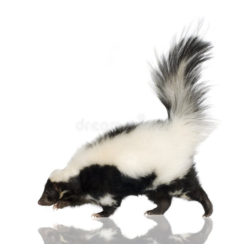Gestreiftes Stinktier - Mephitis Mephitis lizenzfreie stockfotos Gestreiftes Stinktier - Mephitis Mephitis lizenzfreie stockfotos