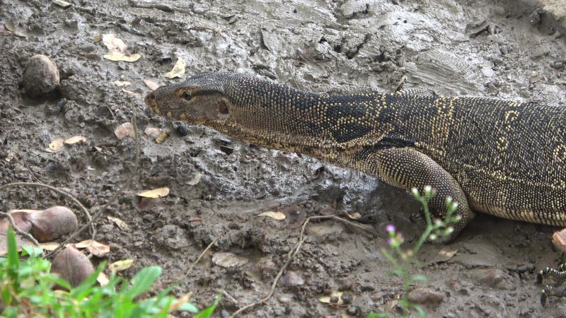 Gestreiftes Wasser varan, das entlang den Ufersee kriecht thailand