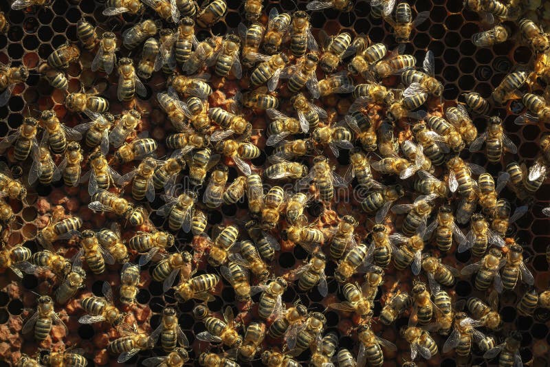 Gesunde Honigbienen auf einem Rahmen, mit einer Kappe bedeckte Larvenzellen lizenzfreies stockbild Gesunde Honigbienen auf einem Rahmen, mit einer Kappe bedeckte Larvenzellen lizenzfreies stockbild