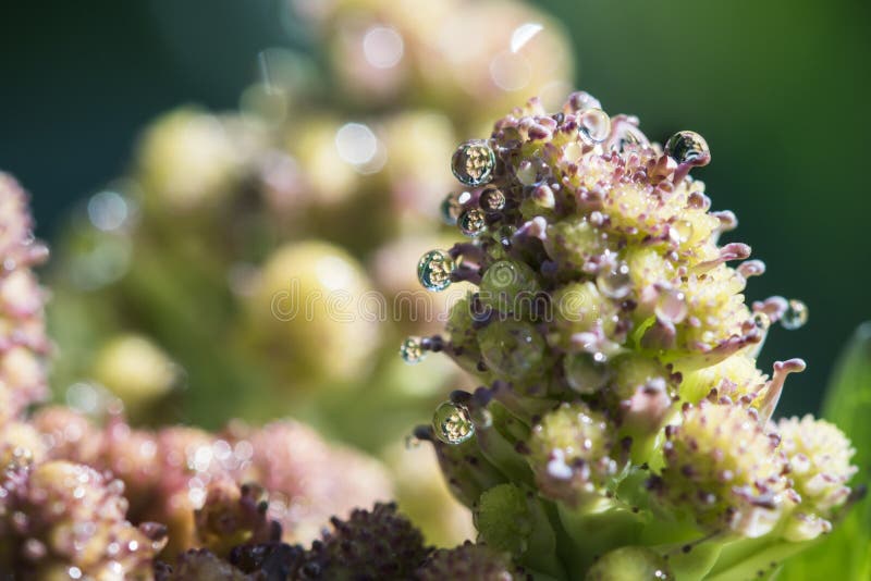 Gesundes grünes biologisches Lebensmittel - Beschaffenheit des romanesco Brokkolimakroabschlusses oben lizenzfreie stockbilder Gesundes grünes biologisches Lebensmittel - Beschaffenheit des romanesco Brokkolimakroabschlusses oben lizenzfreie stockbilder