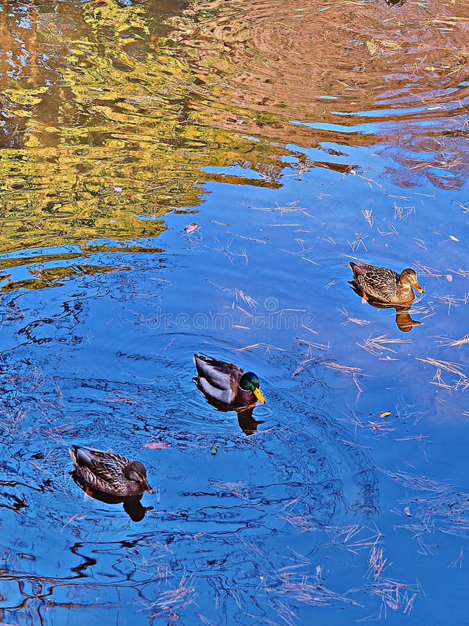 Prioritize Your Life and Get All Your Ducks in a Row by Jennifer Waddle Prioritize Your Life and Get All Your Ducks in a Row by Jennifer Waddle