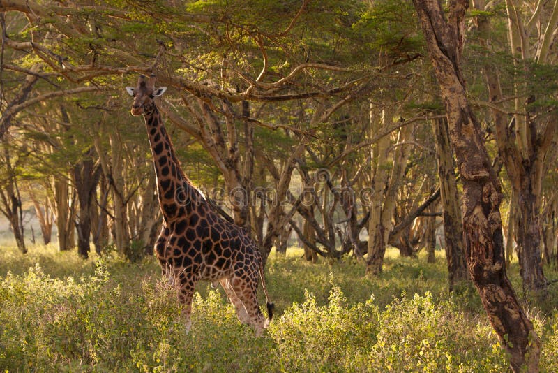 Giraffe in den Akazien. stockbild. Bild von akazien, giraffe 16666399