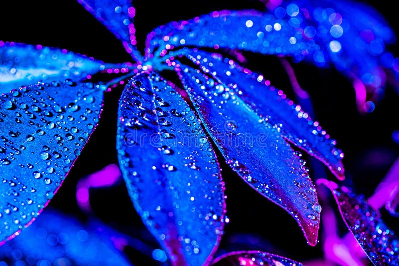 getontes Bild des blauen Schefflerablattes mit Tropfen, lizenzfreies stockbild getontes Bild des blauen Schefflerablattes mit Tropfen, lizenzfreies stockbild