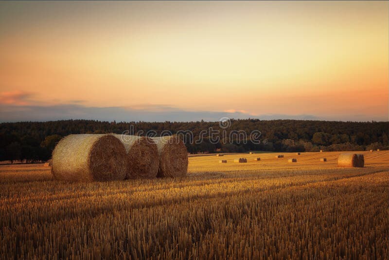 Getreiderollen auf einem Feld lizenzfreies stockbild Getreiderollen auf einem Feld lizenzfreies stockbild