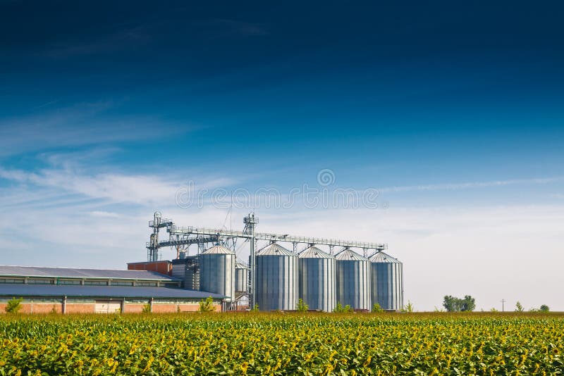Grain Silos in Sunflower Field. Set of storage tanks cultivated agricultural crops processing plant. Grain Silos in Sunflower Field. Set of storage tanks cultivated agricultural crops processing plant.
