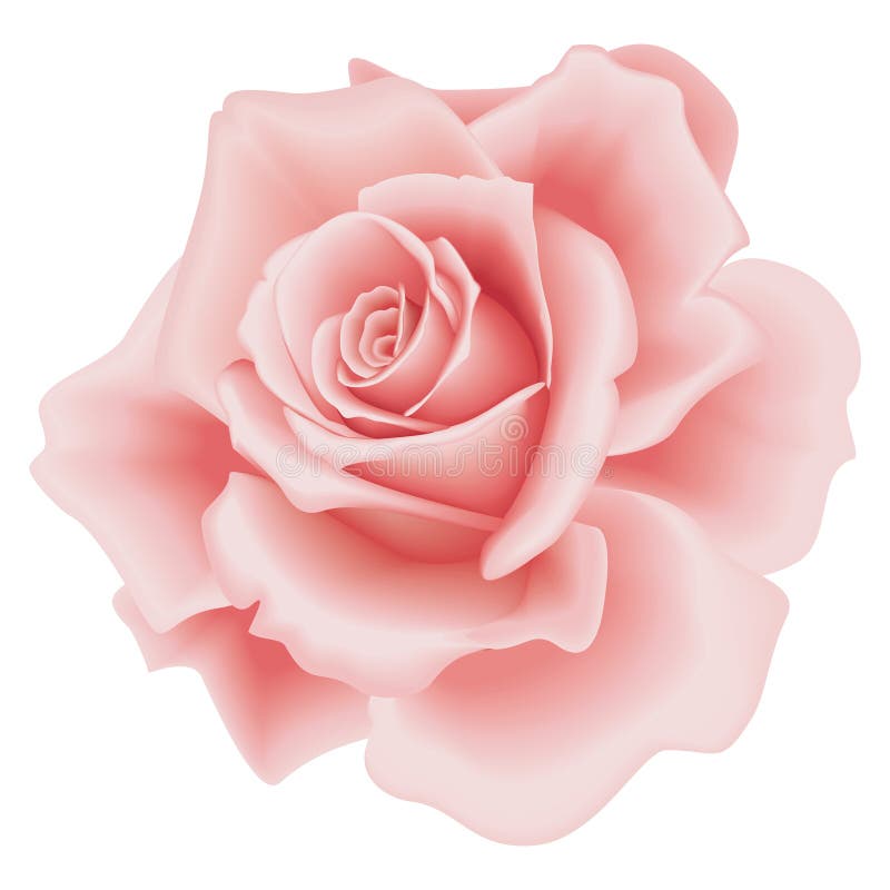 Getrennte rosafarbene Rose lizenzfreie abbildung