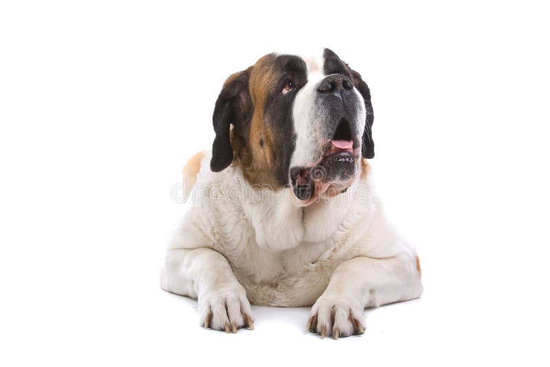 Getrennter Bernhardiner-Hund stockfotos Getrennter Bernhardiner-Hund stockfotos