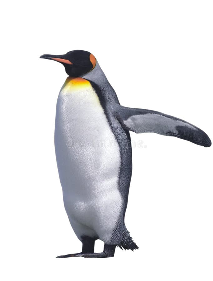 Emperor penguin isolated on white with clipping path. Emperor penguin isolated on white with clipping path