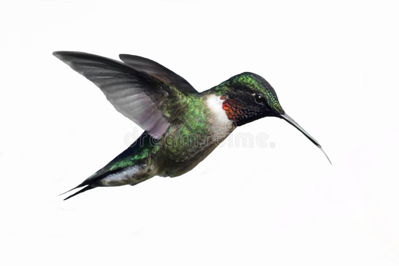 Getrennter Rubin-throated Kolibri stockfoto Getrennter Rubin-throated Kolibri stockfoto