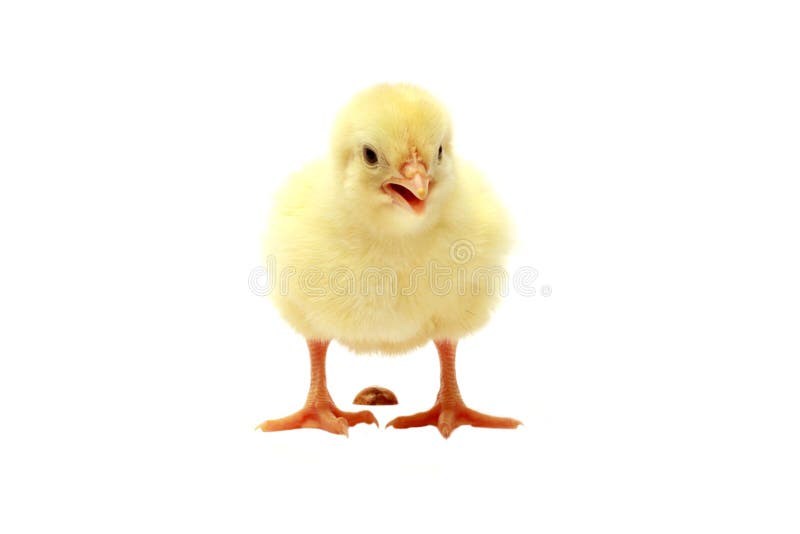 Isoliertes Küken nach der Defäkation lizenzfreie stockfotografie