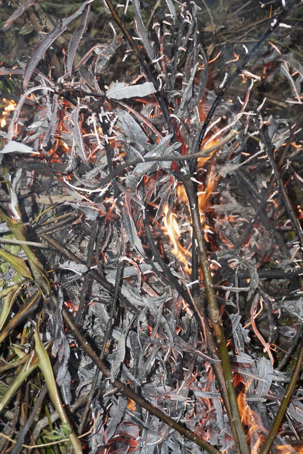 Getrocknete Blätter auf dem Boden. Wurf Pflanze Abfälle Blätter Abfälle Baum Wurf Boden Wurf oder duff ist totes pflanzliches Material wie Blätter Rinde Nadeln Zweige und Klauen, die auf den Boden gefallen sind. Feuer ist die schnelle Oxidation eines Materials im exothermen chemischen Prozess der Verbrennung, die Wärme und verschiedene Reaktionsprodukte freisetzt.